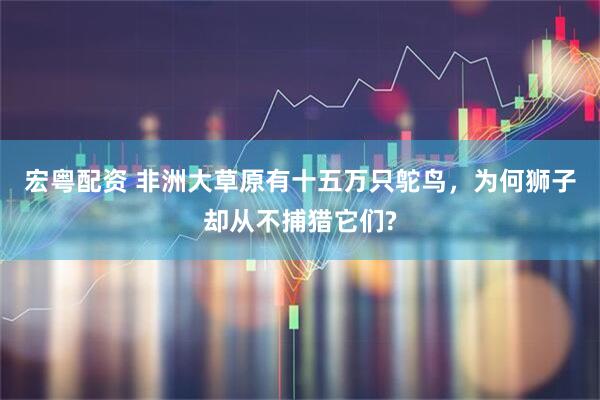 宏粤配资 非洲大草原有十五万只鸵鸟，为何狮子却从不捕猎它们?