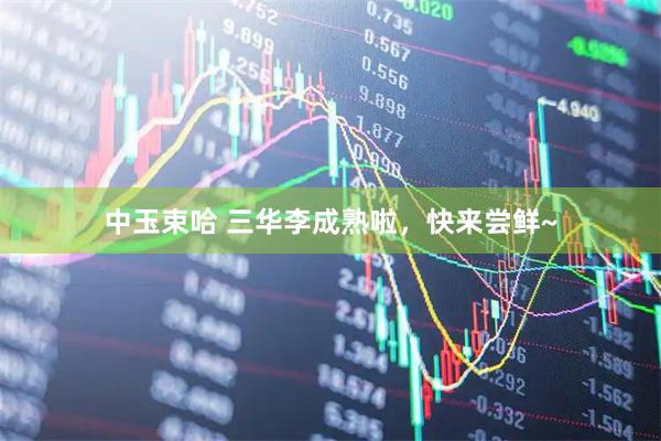 中玉束哈 三华李成熟啦，快来尝鲜~